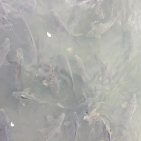 手賀沼の鯉の画像