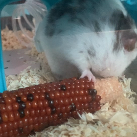 羨ましいの画像