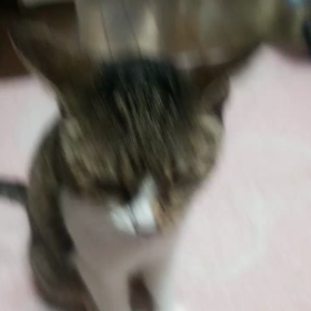 おやつの時間(*´ω｀*)の画像