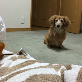 とにかく寝不足。チップとデールの動画。娘の帰宅。の画像