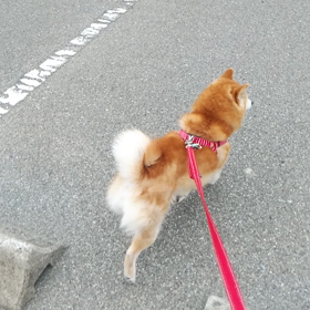 チロルちゃん朝のお散歩の画像