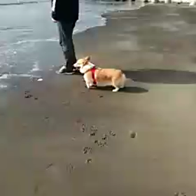 つられて海へ入るコギの画像