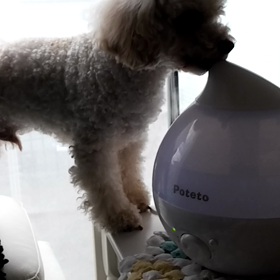 アネラの水の飲み方の画像