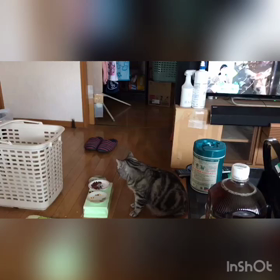 タマの主張の画像