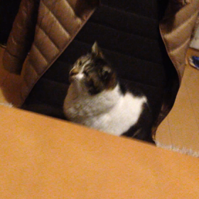 視聴ねこの画像