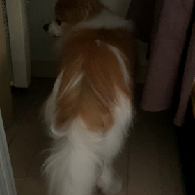 心臓発作　４回目の画像