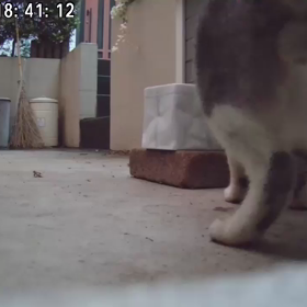 新顔さんの画像