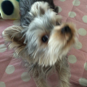 ぺっちゃん。の画像