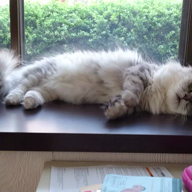 ダラダラanちゃんの画像