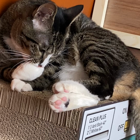 一番綺麗好きじゃないヒトの画像