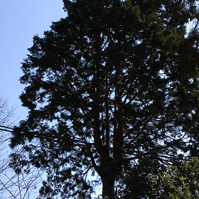 うちはやはり田舎ですの画像