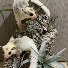 パウダーモザイクの男の子、ご家族様募集中✨の画像