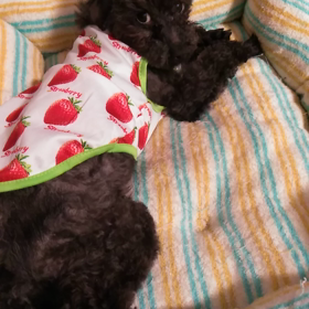 モニカ　すっぽり♡の画像