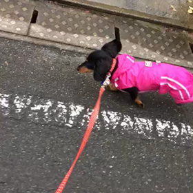 ストレスマックス！！の画像