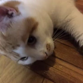 豪雨もテストも お構いなくぅぅぅ♪(´ε｀ )の画像