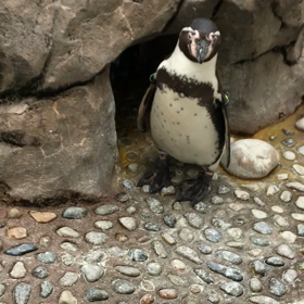 ペンギンさんの画像