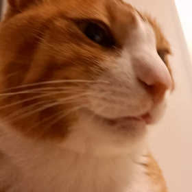 会話成立にゃ。の画像