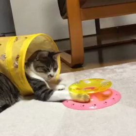 ねこのきもちとぐっちゃんの画像