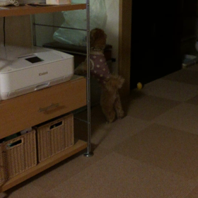 甘えん坊あんちゃんの画像