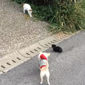 チワワVS猫の画像