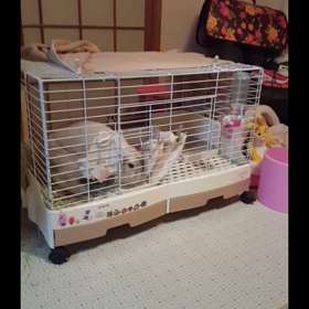 ご飯だよーの画像