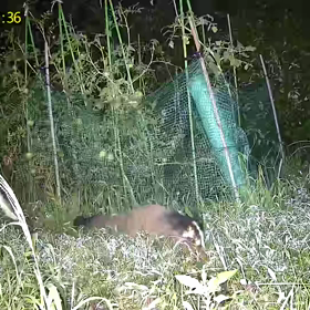 すぎぴたんの事件簿シーズン3　305話（入れないハクビシン）の画像