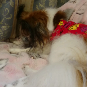 のんびりパピヨン天国の画像