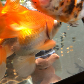 (*´ω`*)ﾆｬﾊの画像