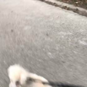 ♪お散歩動画♪代々木公園♪②の画像