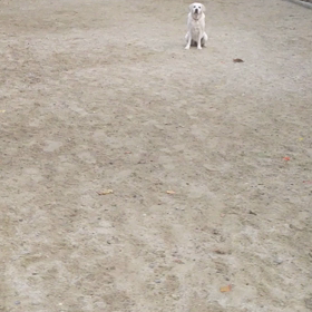 ドッ グランの画像