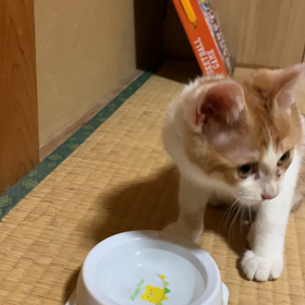 今日のニャンコぅ❣️の画像