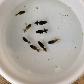 黒らんちゅうの画像