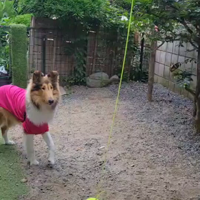 ラフ・コリー　一人遊びの画像