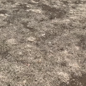 1月17日11わんこと2時間30分遠足　代々木公園表参道の画像