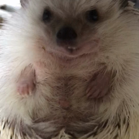 358日目ハリネズミの爪切りの画像