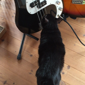 動画☆今日のおめざにゃんこ達。の画像