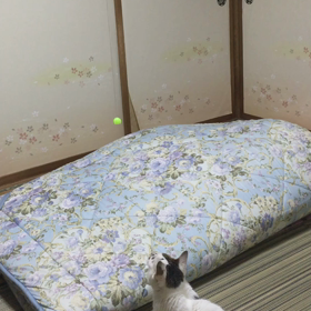 ゆとり世代の遊び方の画像