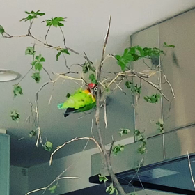 〓　衝撃！鳥も木から落ちるの画像