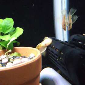 急に気づいたらブルーアイゴールデンブッシーさんがかなり大きくなってた件の画像