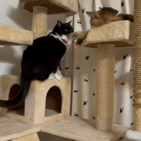 「福ちゃん♀、どいて！」の画像