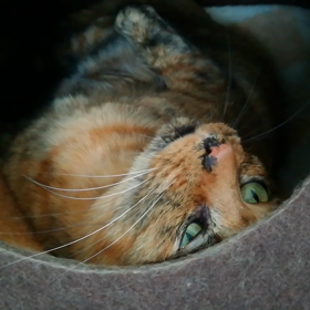 《ちゃん》…敬称は大切の画像