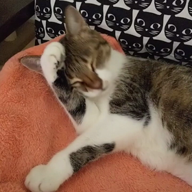 猫の天気予報の画像