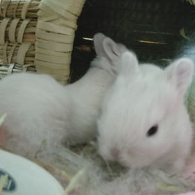 ノビ～のおちりを激写の画像