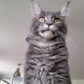 メロメロの画像