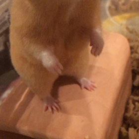 はむた〜んの画像