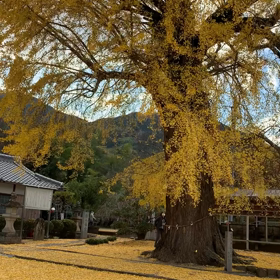 KIN197   赤い地球　黄色い戦士　音２の画像