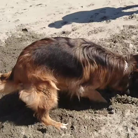 シェリの回転掘り掘りの画像