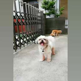 おねだり上手♬の画像