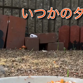 いつかのタロウ、その後、ヒヨドリ大作戦、再びタロウ、の巻の画像