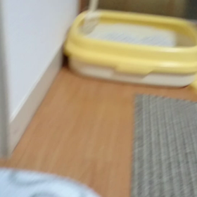 ふーの珍動画。の画像